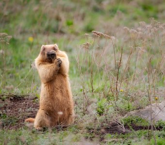 Стеснительный байбак
