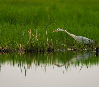 Мы с Тамарой ходим парой