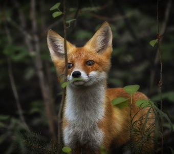 Молодой охотник