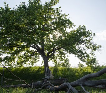 Пойма Десны