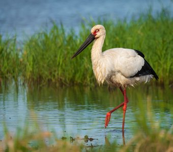 Дальневосточный аист у воды