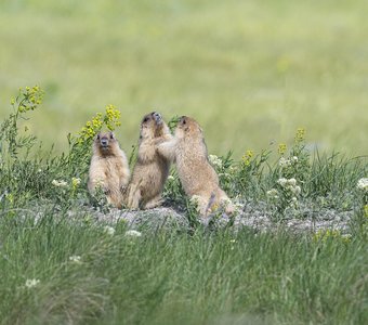 Игры малышей-сурчат