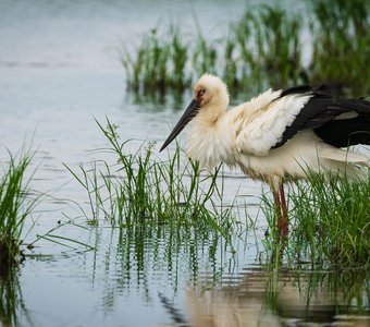 Дальневосточный аист