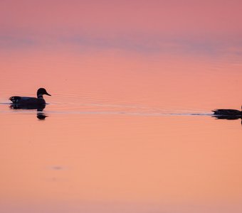Косатки на воде