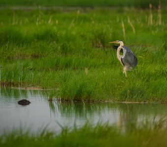 Серая цапля встречает рассвет