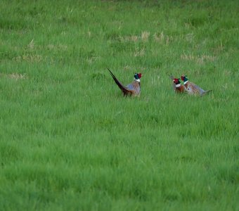Разборки трёх фазанов