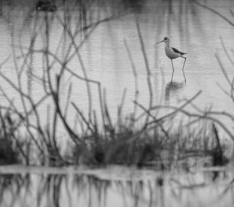 Ходулочник