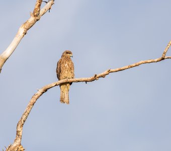 Чёрный коршун