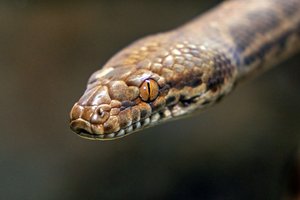 Питон спрятался в унитазе и напал на тайца в самый неожиданный момент