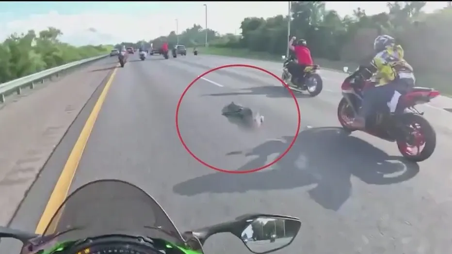 В США аллигатор попал в ДТП с мотоциклистами