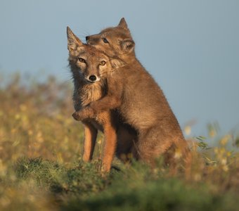 Операция: Поймать и обнять маму!
