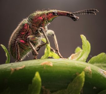 Виноградный слоник