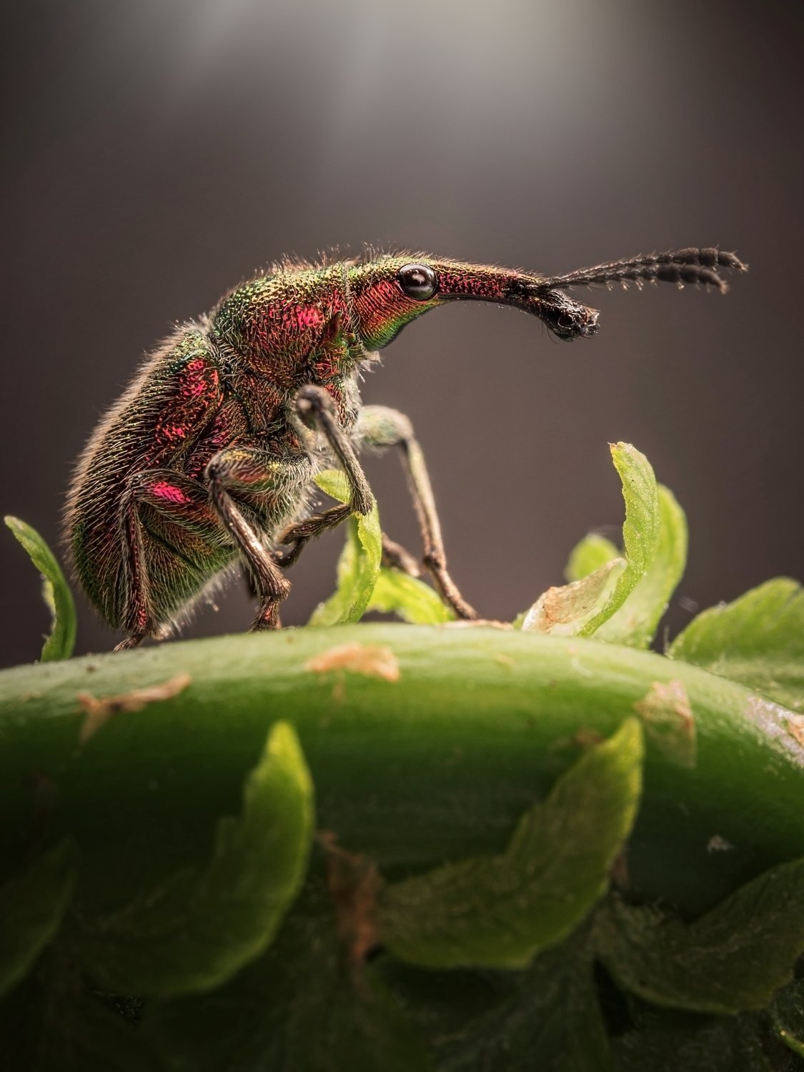 Виноградный слоник