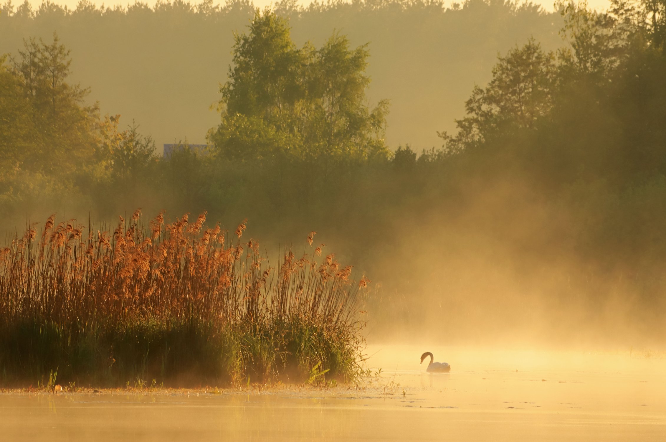 Туманный рассвет