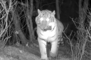 В нацпарке украли фотоловушку: полосатый вор попал на видео