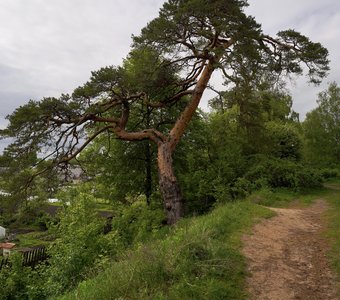 Кривая сосна на Городецком валу, Городец, Нижегородская область