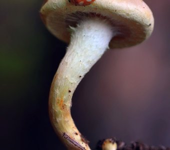 Брошь на шляпке.