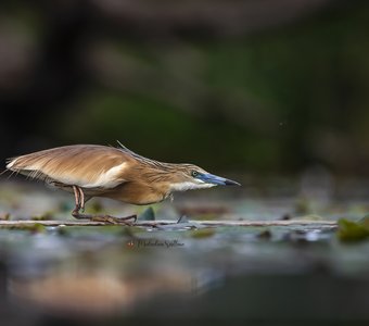Жёлтая цапля.