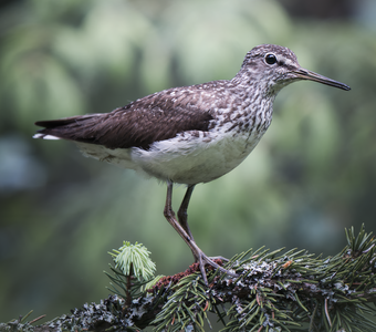 Черныш (Tringa ochropus)