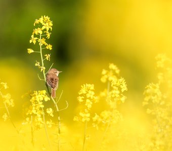 В рапсовом море
