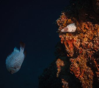 Из засады...