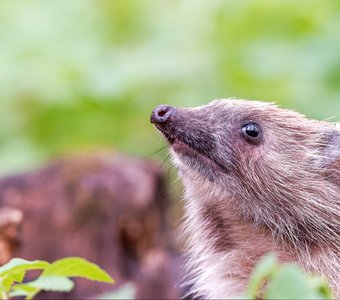 Петербуржец