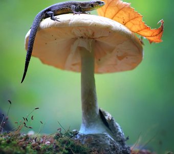 Гриб для наблюдения.