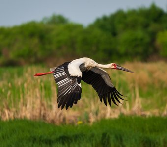 Дальневосточный аист в полёте