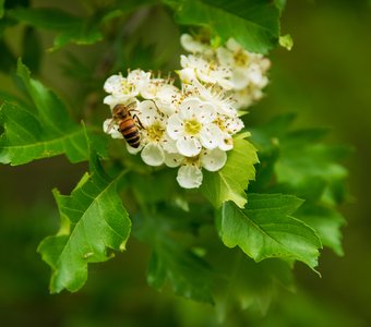 Цветущий боярышник