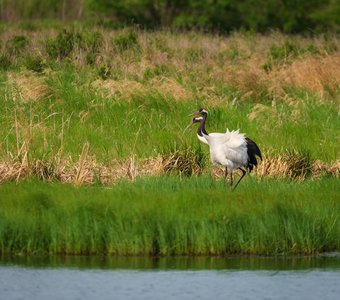 Японские журавли