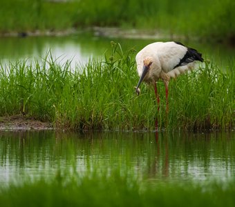 Аист на рыбалке