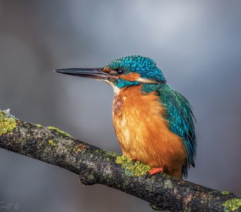 На утренней охоте