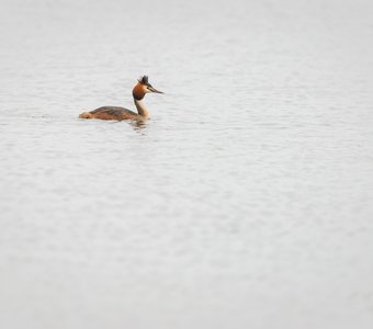 Чомга на воде