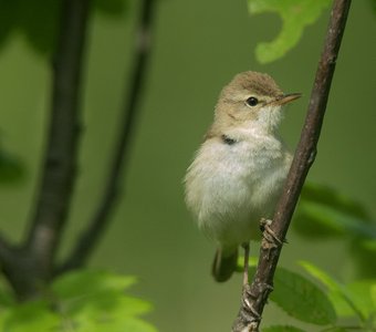 Скромное обаяние Северной бормотушки