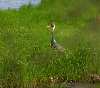 Даурский журавль с птенцом