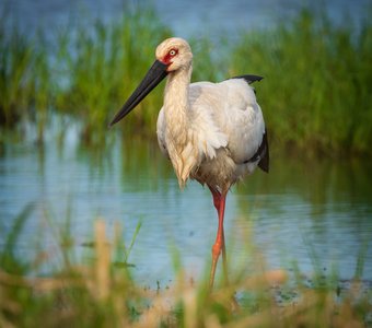 Портрет дальневосточного аиста