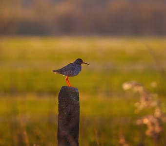 В свете заката