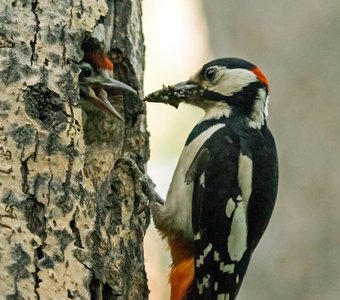 Ложечку за маму , ложечку за папу.