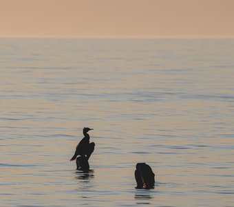 Умиротворение