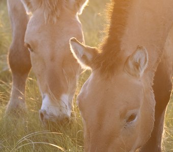 Вечерние портреты