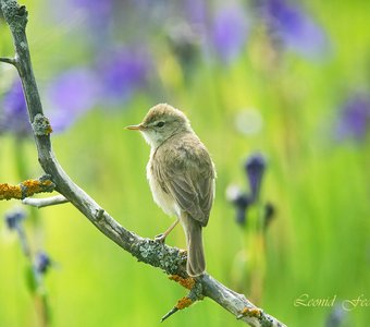 Краски лета — июньская палитра