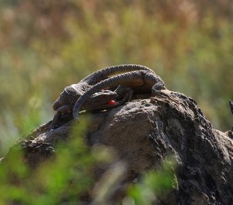Кавказская Агама..