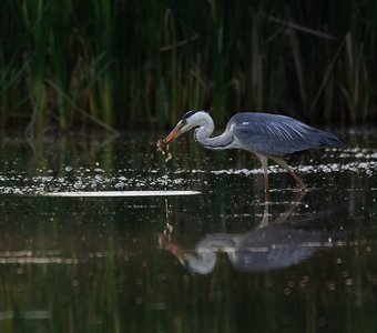 Закуска из ротана.