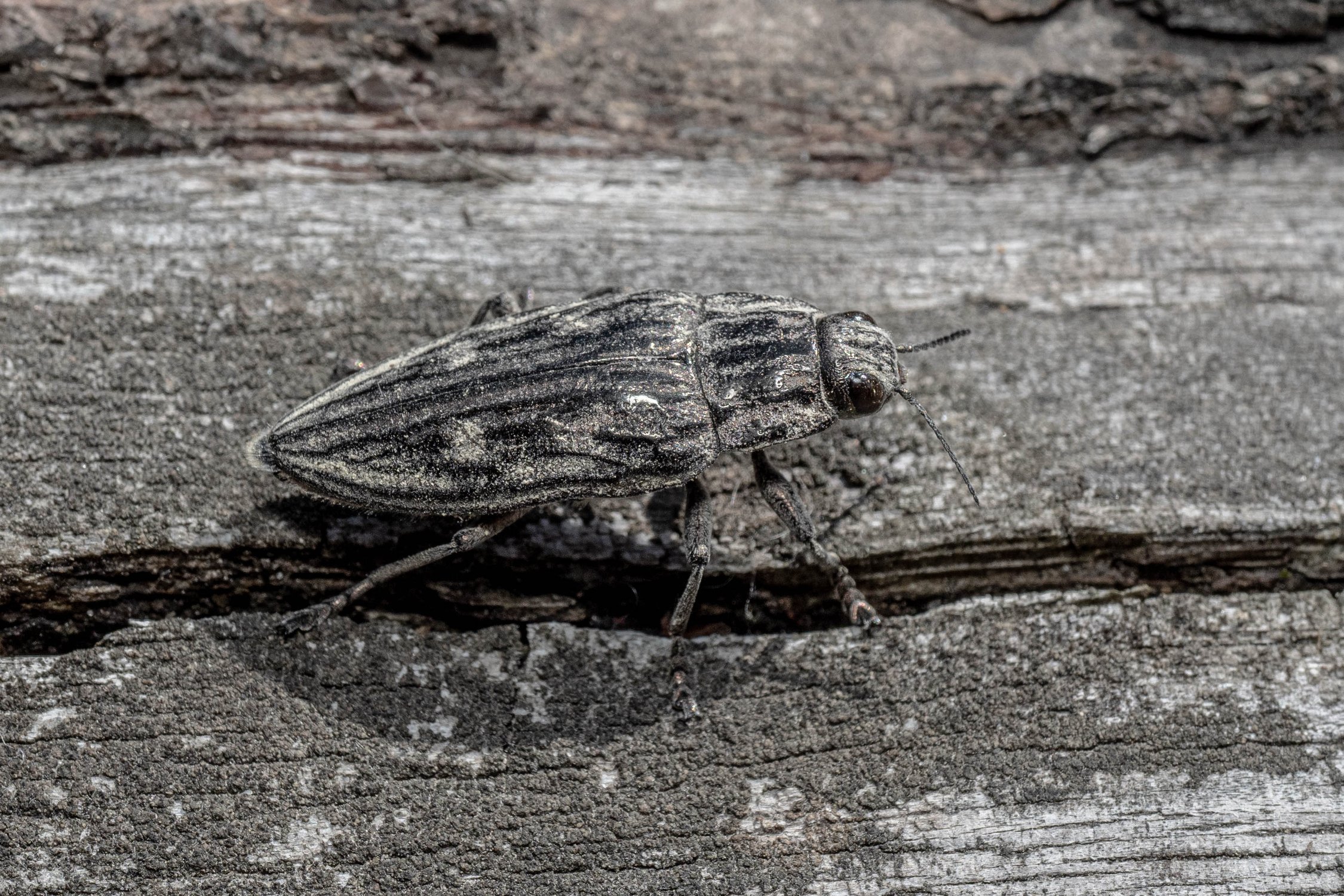 Большая сосновая златка. Лесопарк Лебяжье