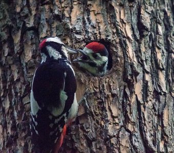 Мамина забота