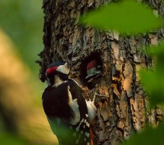 Мамины хлопоты