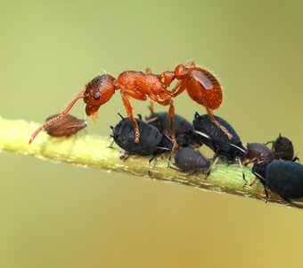 Пастух и овцы.