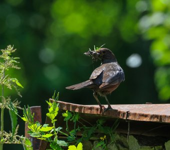 Дроз в заботах..