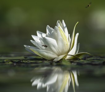 Белая кувшинка