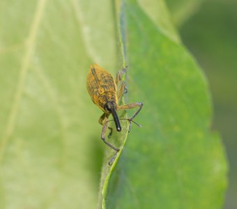 Любознательная долгоносиха